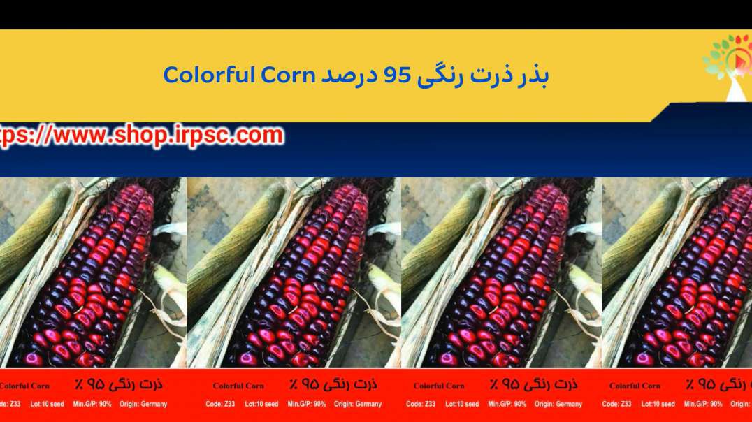 ⁣بذر ذرت رنگی 95 درصد Colorful Corn
