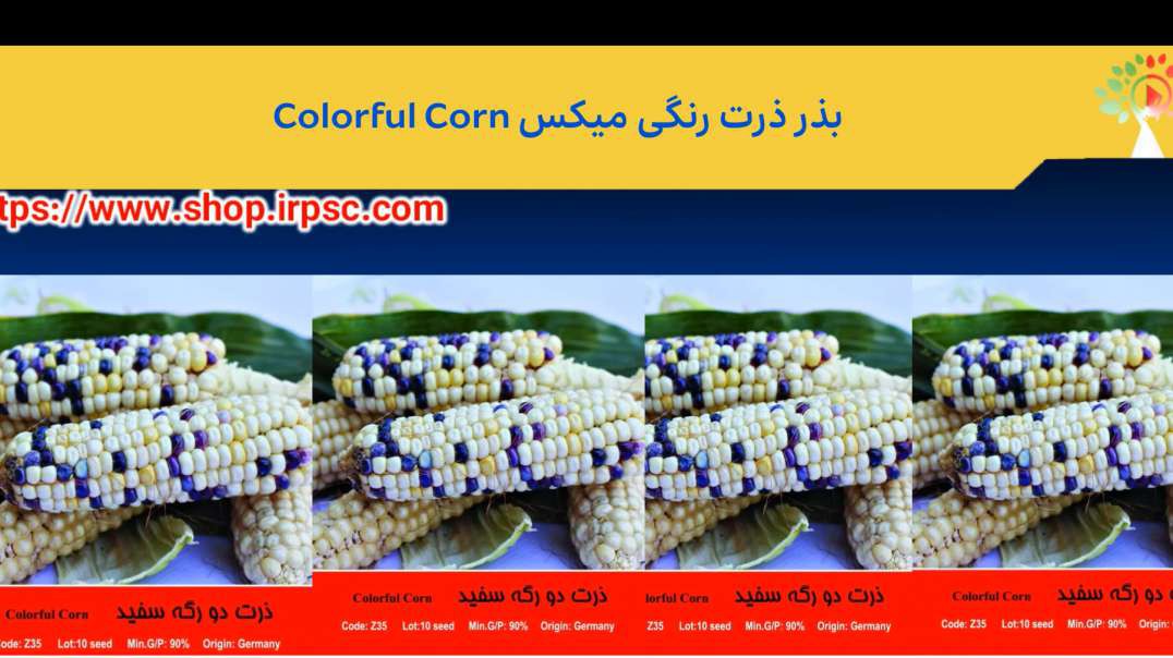 بذر ذرت رنگی میکس Colorful Corn.mp4