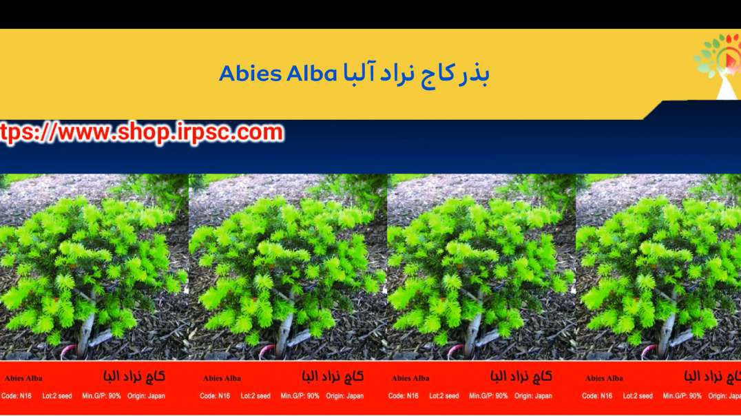 ⁣بذر کاج نراد آلبا Abies Alba