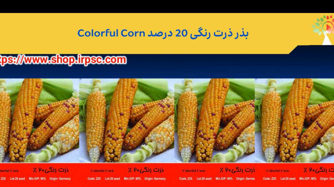 ⁣بذر ذرت رنگی 20 درصد Colorful Corn