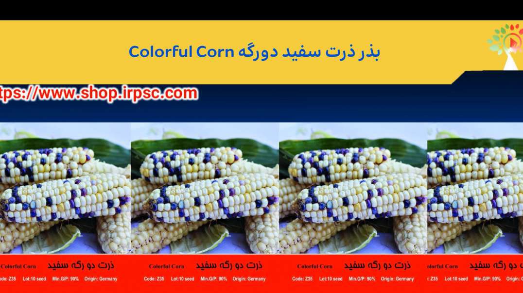 ⁣بذر ذرت سفید دورگه Colorful Corn.mp4