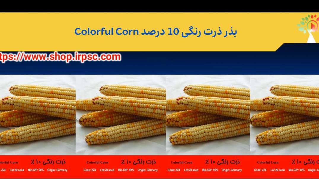 ⁣بذر ذرت رنگی 10 درصد Colorful Corn