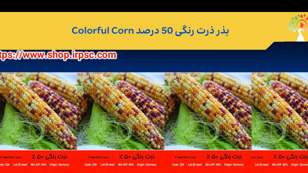⁣بذر ذرت رنگی 50 درصد Colorful Corn