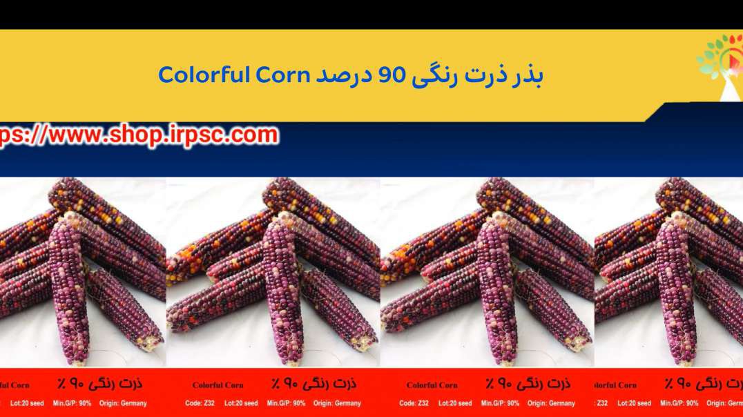 ⁣بذر ذرت رنگی 90 درصد Colorful Corn