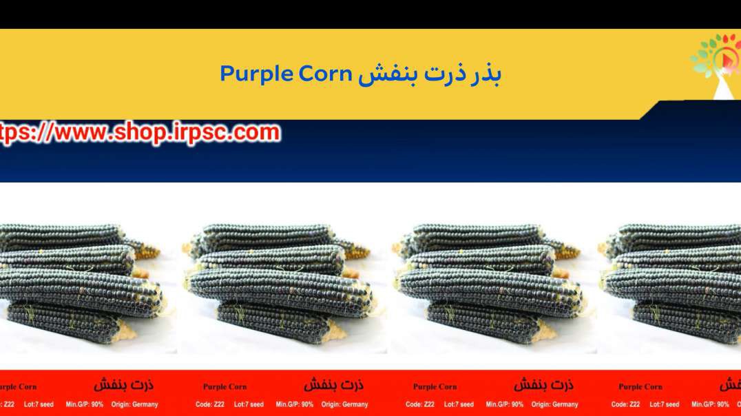 ⁣بذر ذرت بنفش Purple Corn