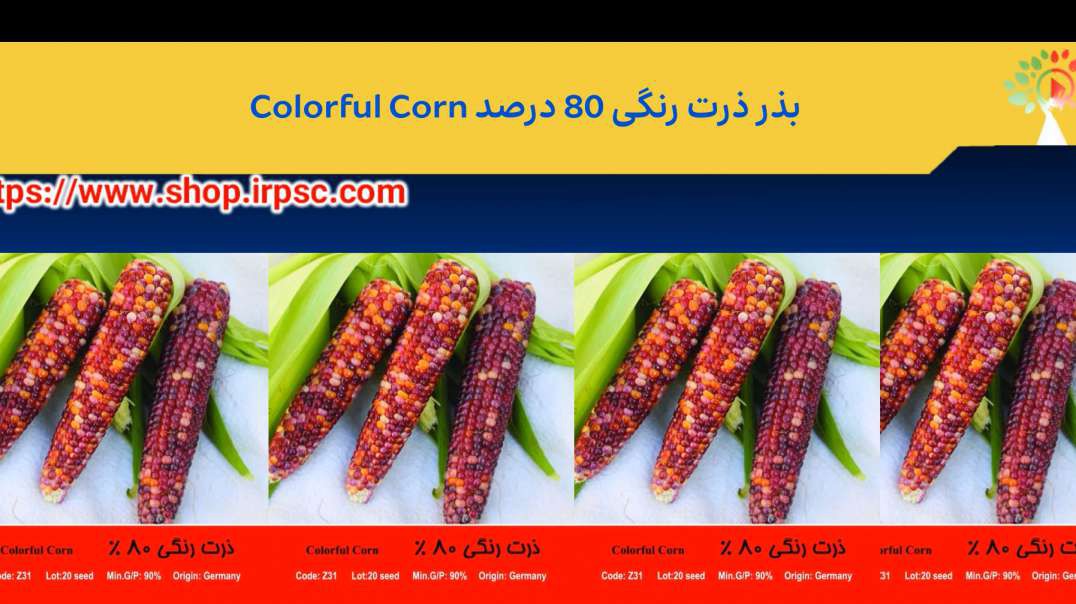 ⁣بذر ذرت رنگی 80 درصد Colorful Corn