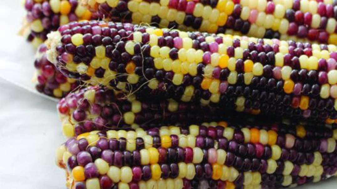 ⁣بذر ذرت رنگی 70 درصد Colorful Corn