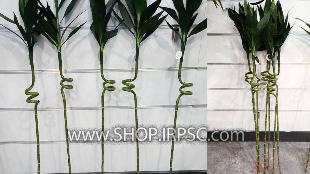 ⁣گل مصنوعی بامبو لاکی خرید و قیمت پخش از فروشگاه ملی