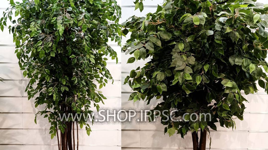 درختچه مصنوعی بنجامین در دو طرح مختلف پخش از فروشگاه ملی