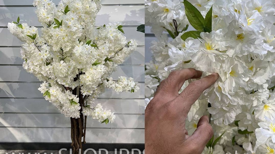 ⁣درختچه تزیینی شکوفه پخش از فروشگاه ملی ارتفاع 180 سانتیمتر
