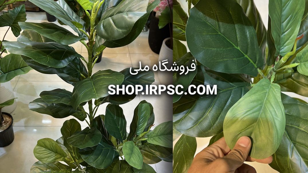 ⁣درختچه مصنوعی فیکوس لیراتا |فروشگاه ملی
