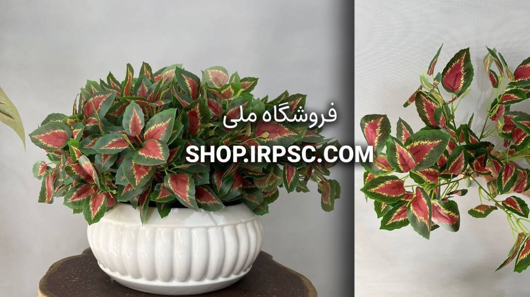 ⁣بوته مصنوعی حسن یوسف | فروشگاه ملی