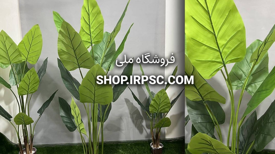 ⁣درختچه مصنوعی آلوکازیا 12 برگ | فروشگاه ملی