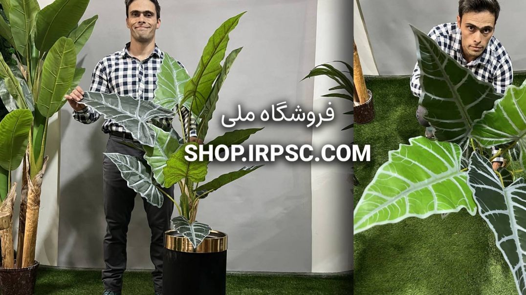 ⁣درختچه مصنوعی آلوکازیا ابلق دو تکه | فروشگاه ملی