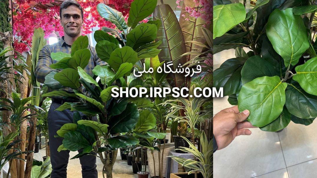 درختچه مصنوعی فیکوس لیراتا 150 سانتی برگ چرمی | فروشگاه ملی