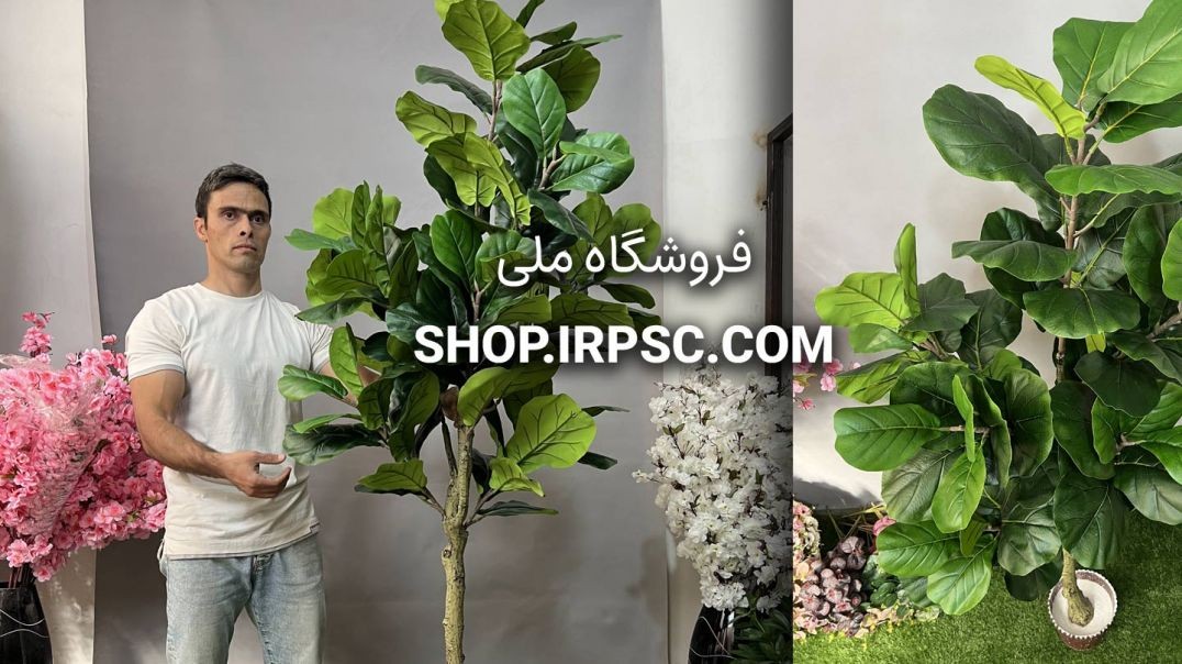 ⁣درختچه مصنوعی فیکوس لیراتا 1.8 متری 8 شاخه | فروشگاه ملی