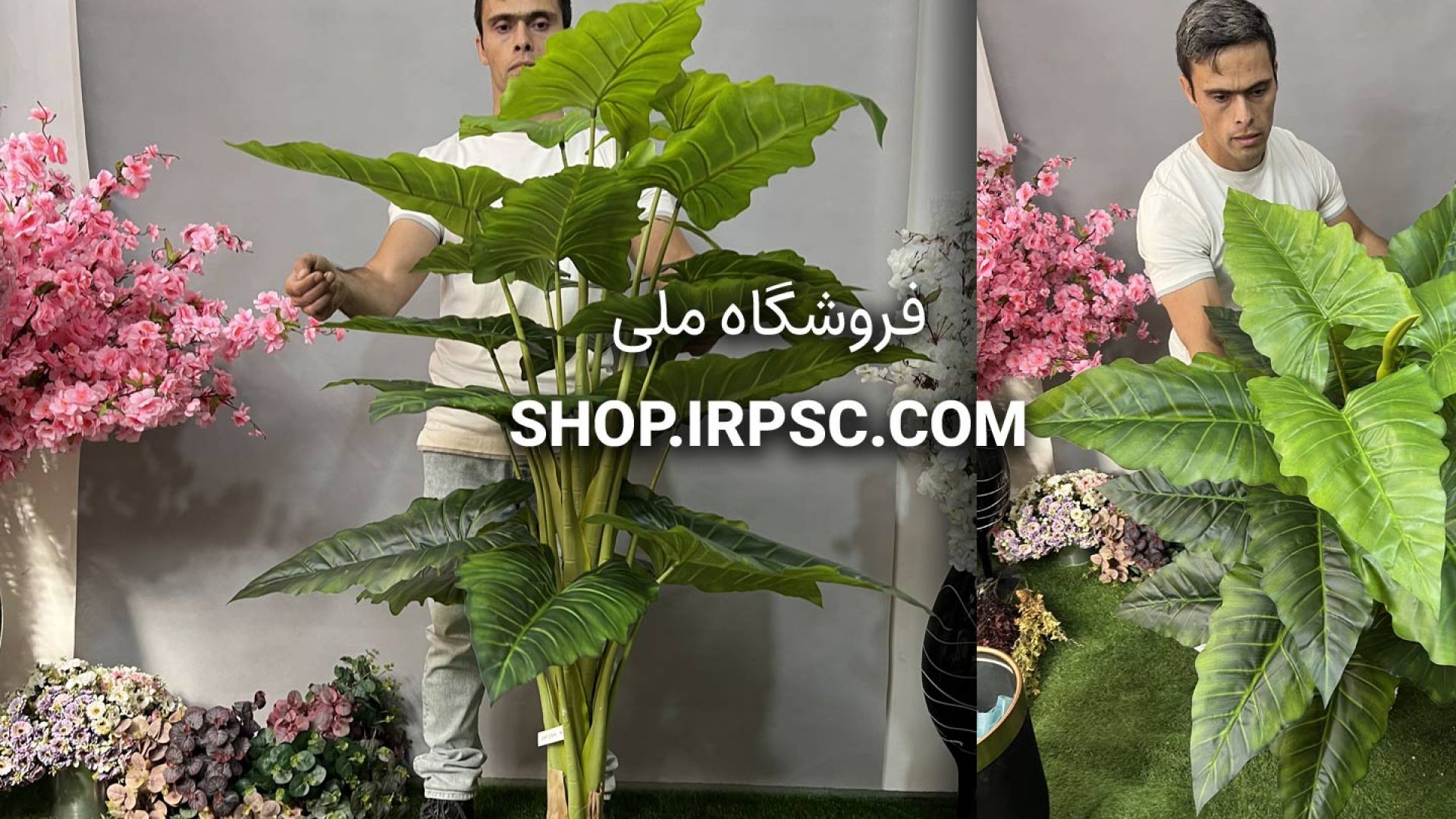 ⁣درختچه مصنوعی آلوکازیا 21 برگ | فروشگاه ملی