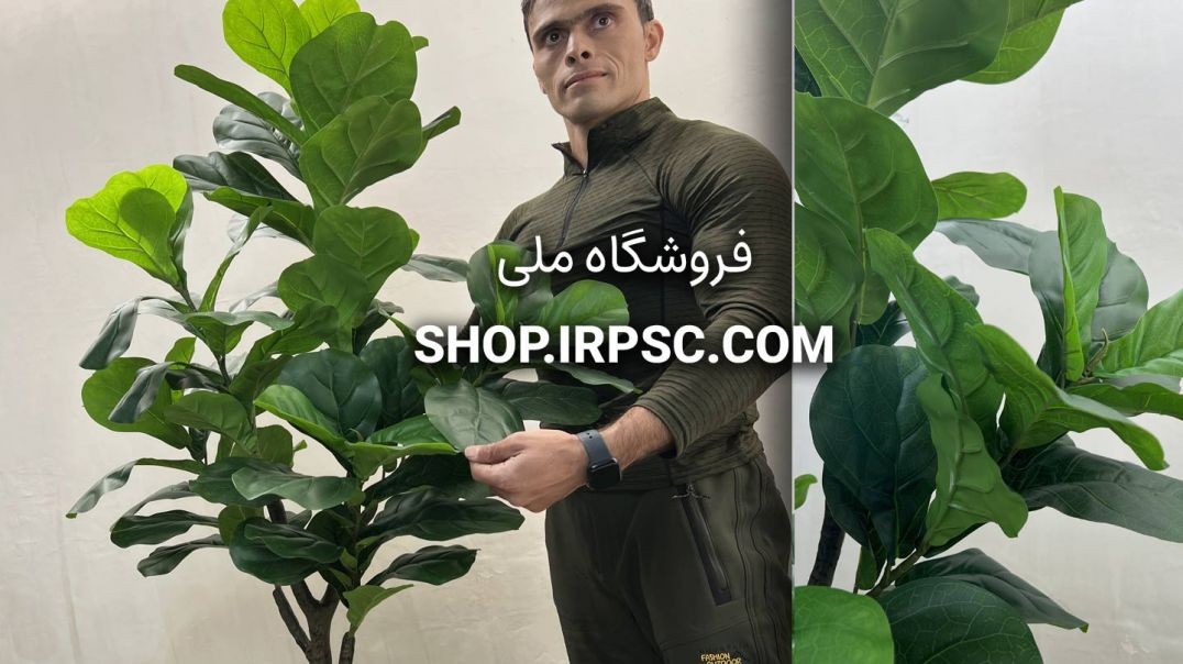 ⁣درختچه مصنوعی فیکوس لیراتا  1.5 متری | فروشگاه ملی