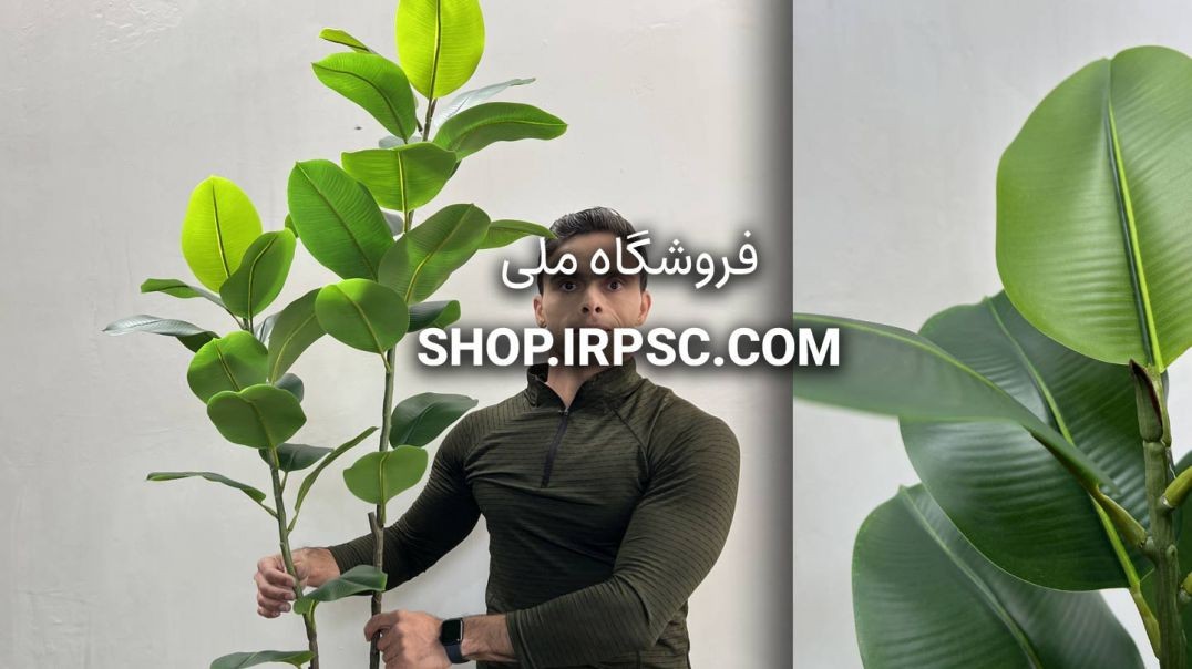 ⁣درختچه مصنوعی فیکوس الاستیکا 2 شاخه | فروشگاه ملی