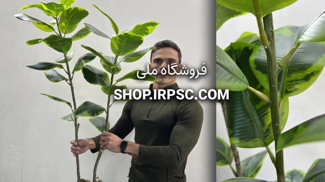 ⁣درختچه مصنوعی فیکوس الاستیکا ابلق | فروشگاه ملی