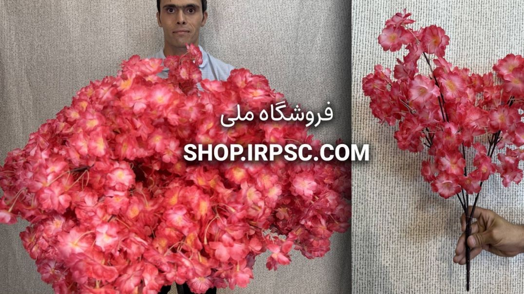 بوته شکوفه گیلاس سرخابی ۵ بازو با شاخه قهوه‌ای