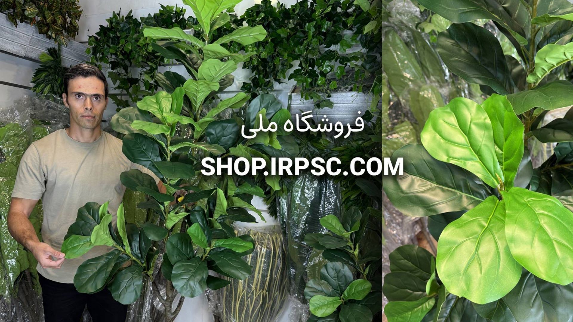 ⁣درختچه مصنوعی فیکوس لیراتا ۱۷۰ سانتی – ۶ شاخه و ۹۶ برگ