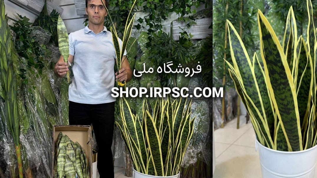 ⁣گل مصنوعی سانسوریا در دو مدل مختلف