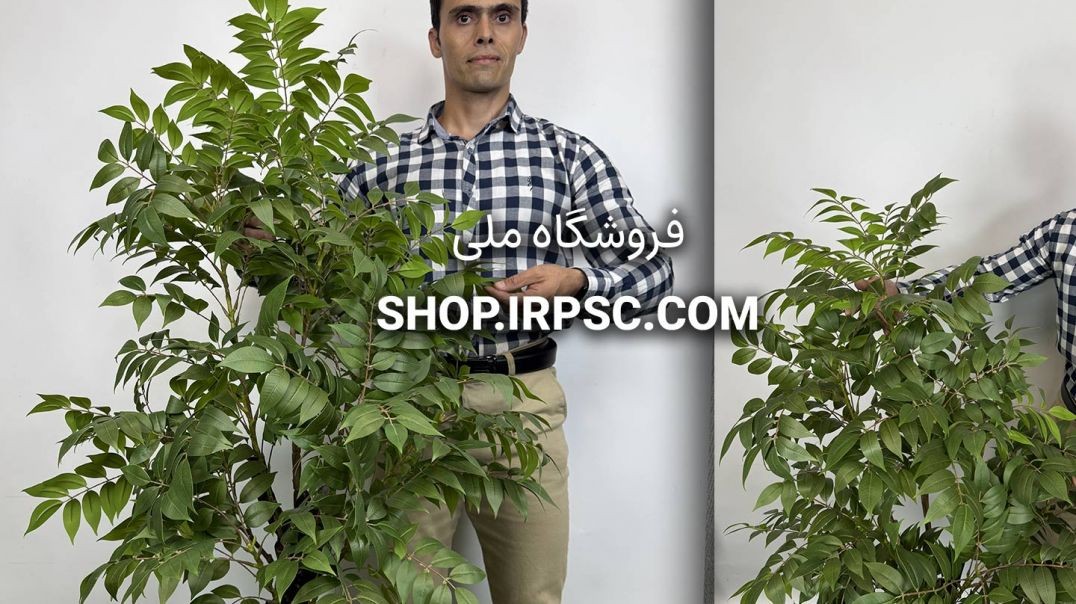 🌳 درختچه مصنوعی اقاقیا با تنه طبیعی و برگ چرمی 🌳