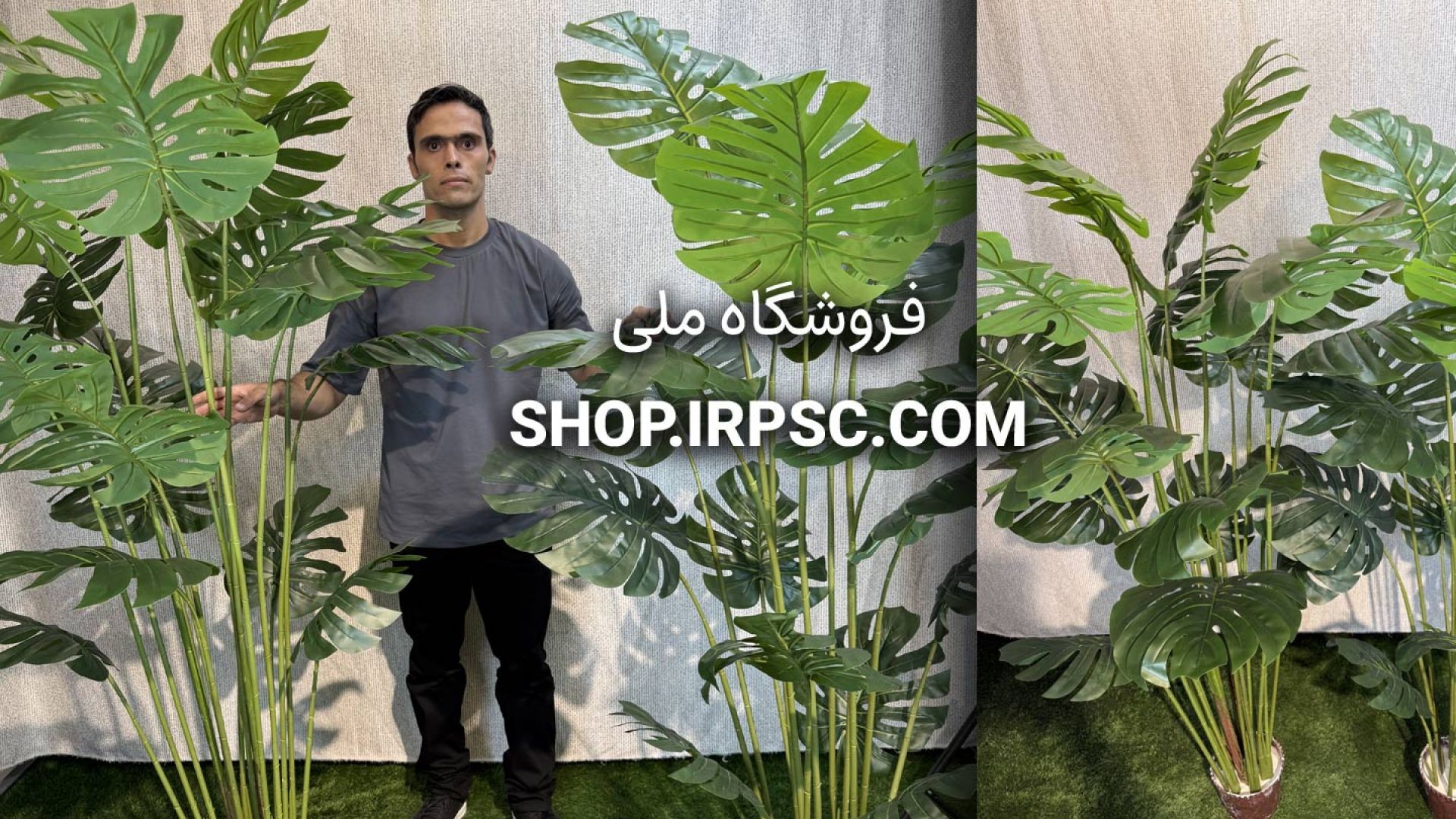 ⁣دو مدل درختچه مصنوعی برگ انجیری ارتفاع ۱۸۰ و ۲۰۰ سانتی