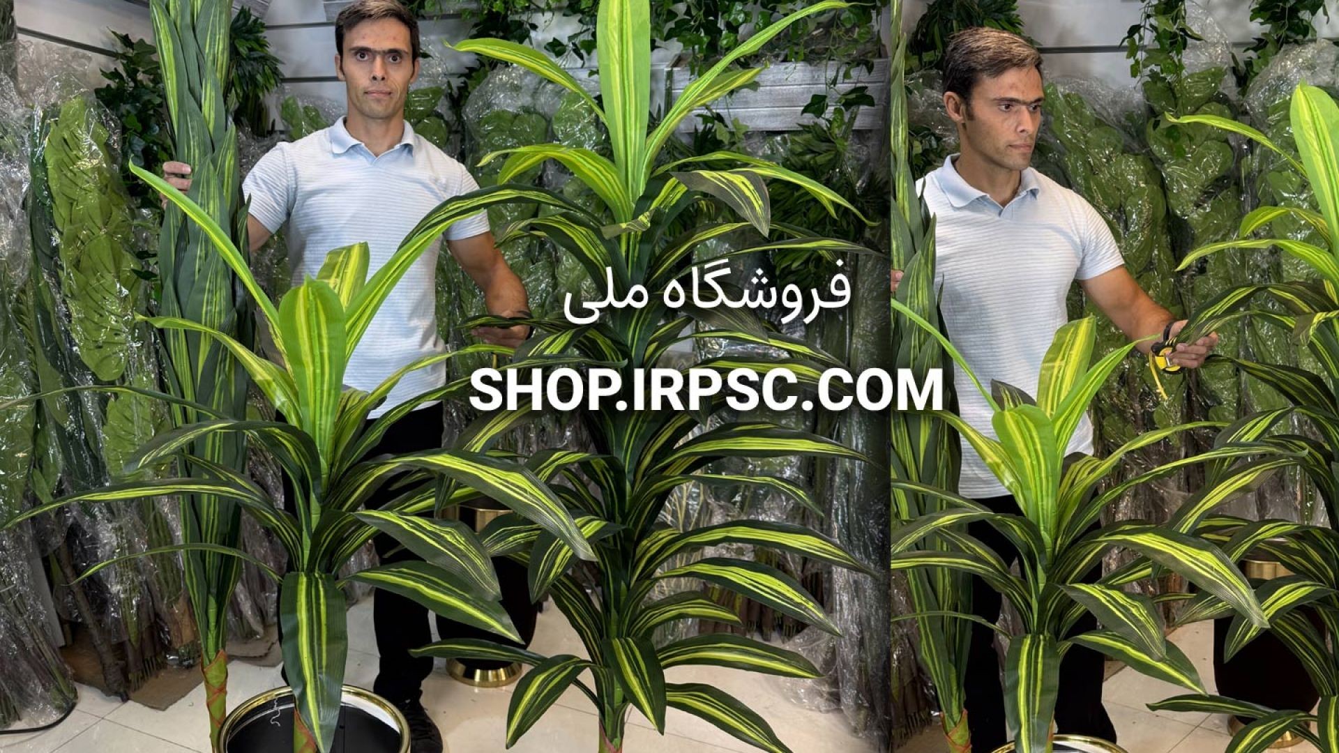 ⁣انواع درختچه مصنوعی دراسینا در سه ارتفاع ۱، ۱.۸ و ۲ متری