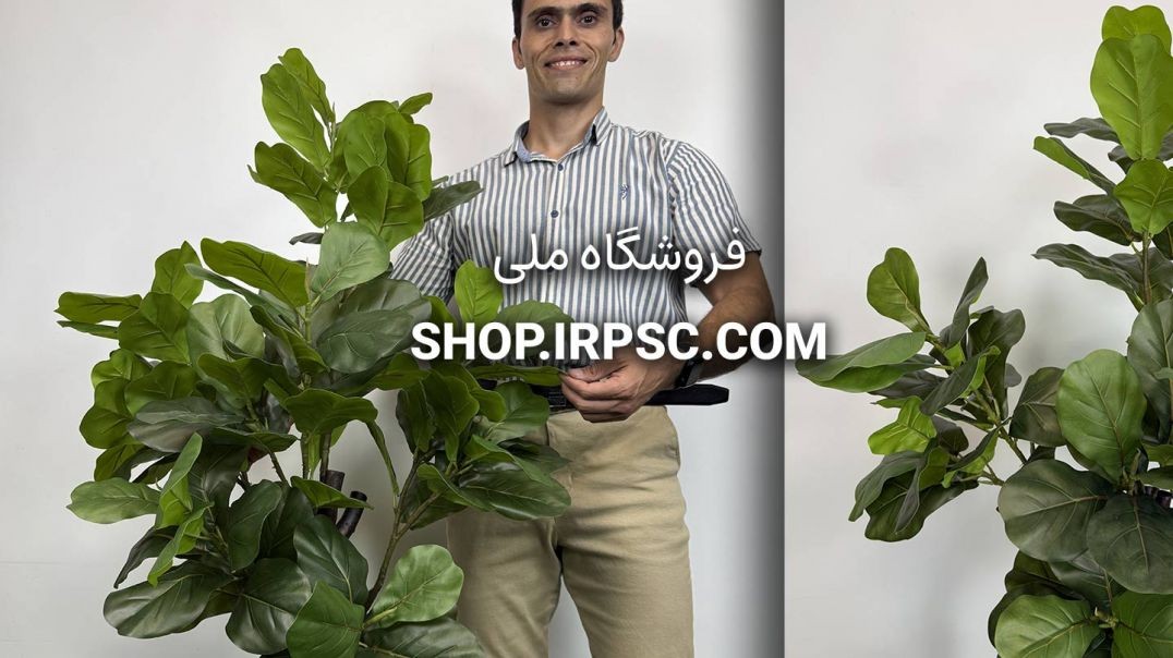⁣درختچه مصنوعی فیکوس لیراتا با تنه طبیعی و برگ چرمی