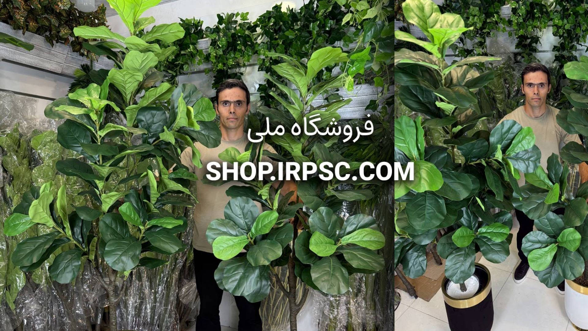⁣دو مدل درختچه مصنوعی فیکوس لیراتا ارتفاع ۱.۵ و ۱.۷ متری