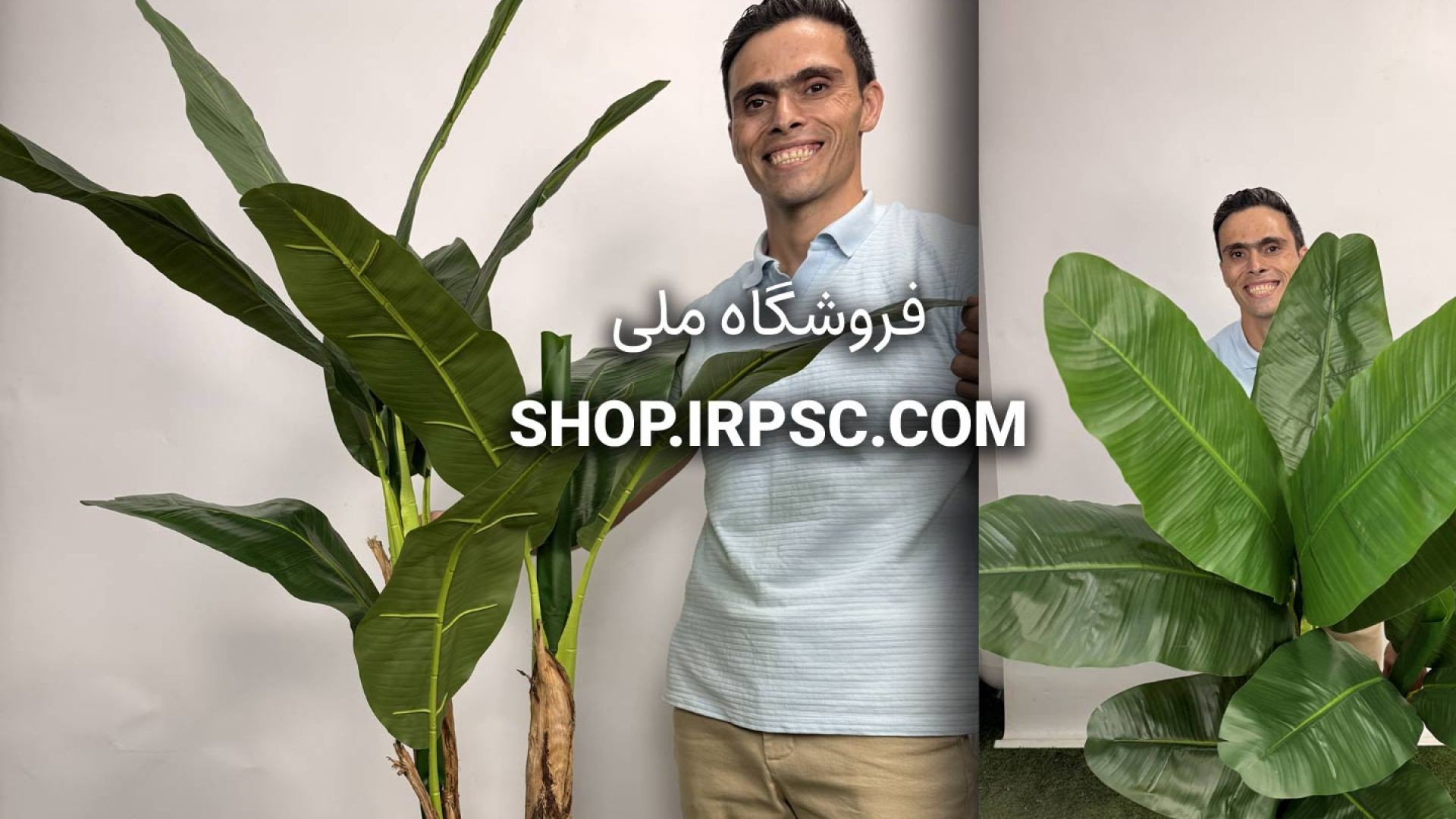 🍃 درختچه مصنوعی موز 3 تنه 1.5 متری با برگهای سبز طبیعی و سرگل کاکلی 🍃