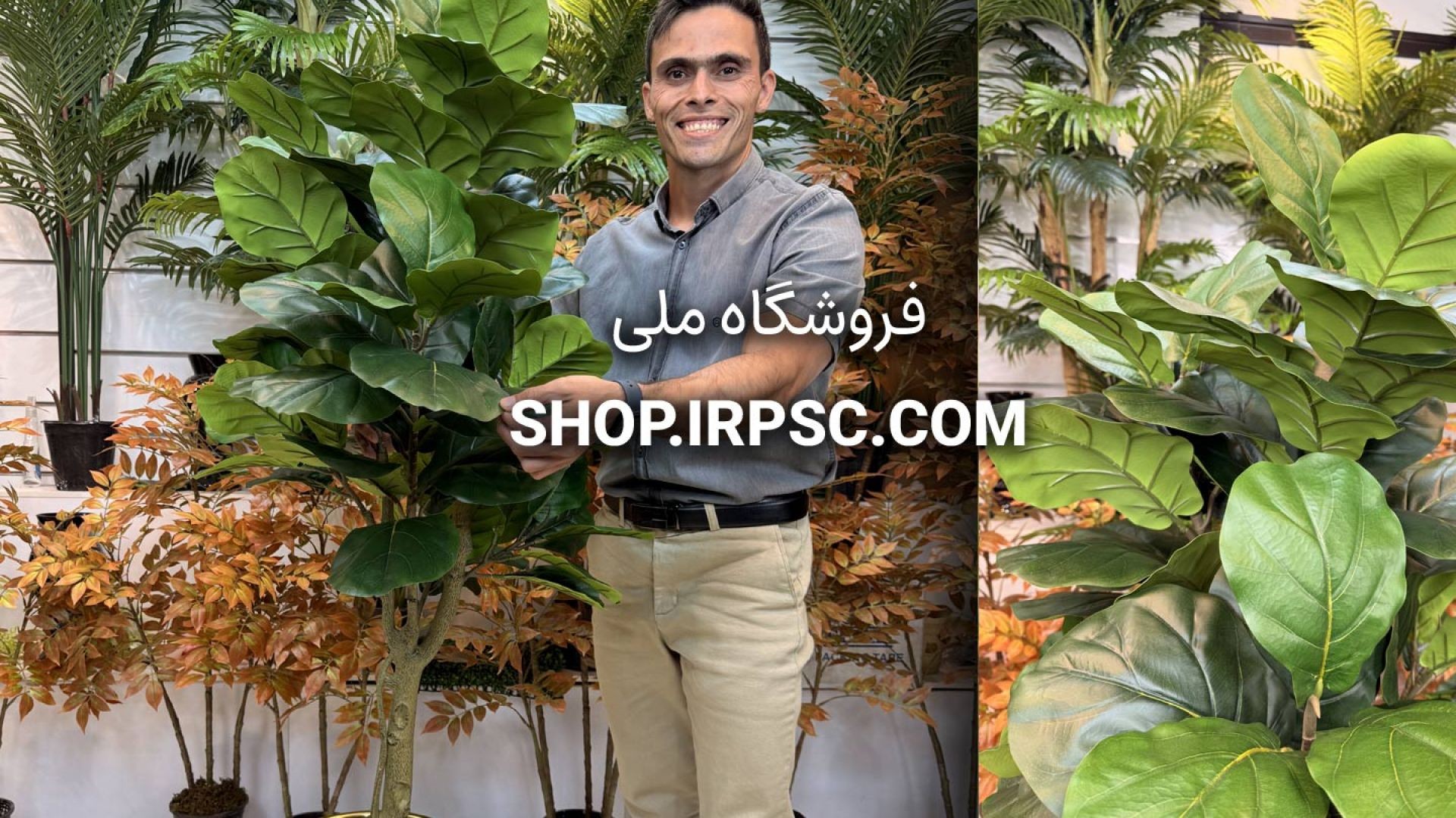 ⁣🌿 درختچه مصنوعی فیکوس لیراتا ۷ تنه با برگ‌های سبز تیره و روشن و ارتفاع ۱۵۰ سانتی‌متر 🌿