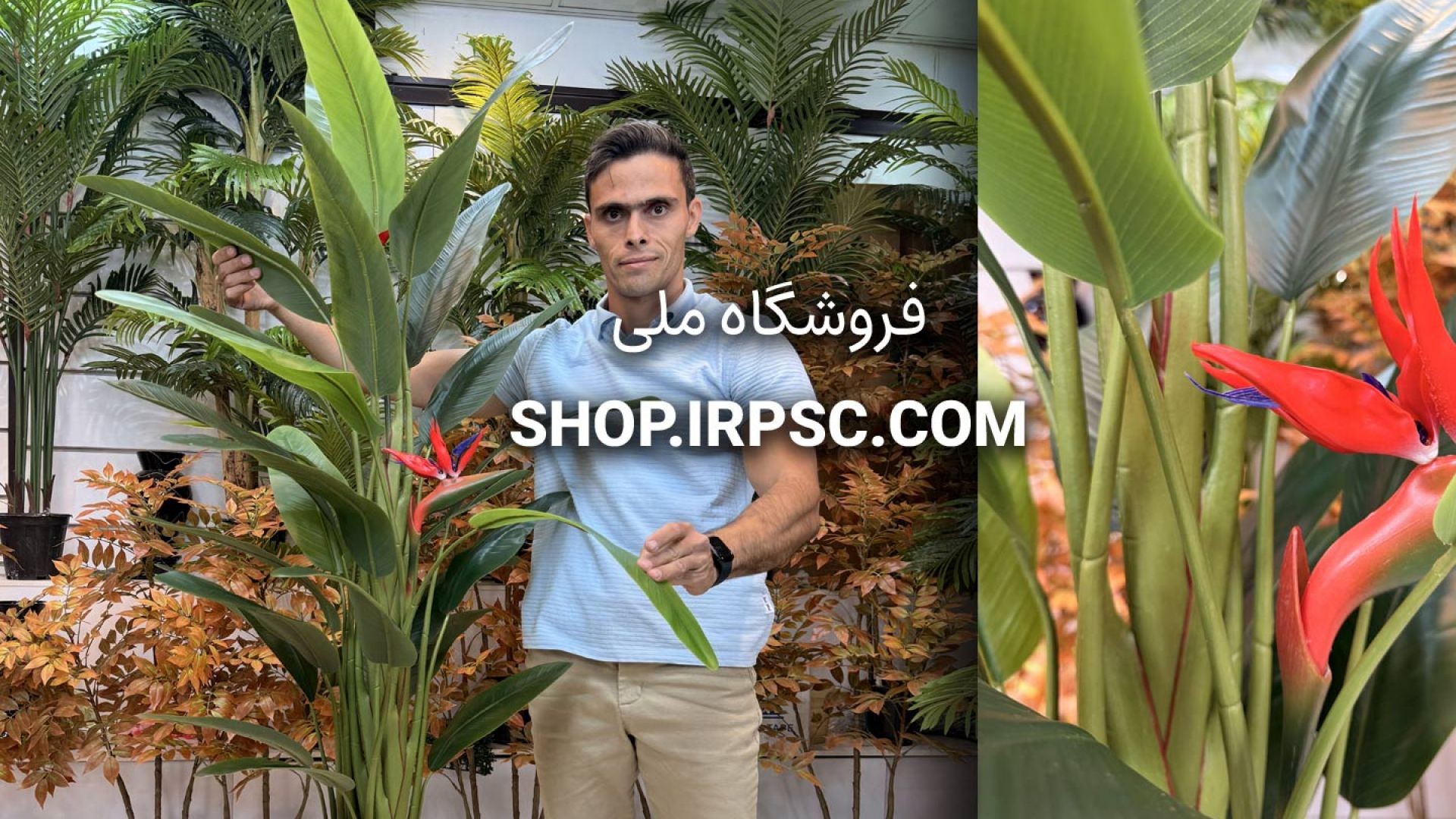 ⁣🌺 درختچه مصنوعی استرلیتزیا با گل ژله‌ای و برگ‌های سبز تیره و روشن 🌺