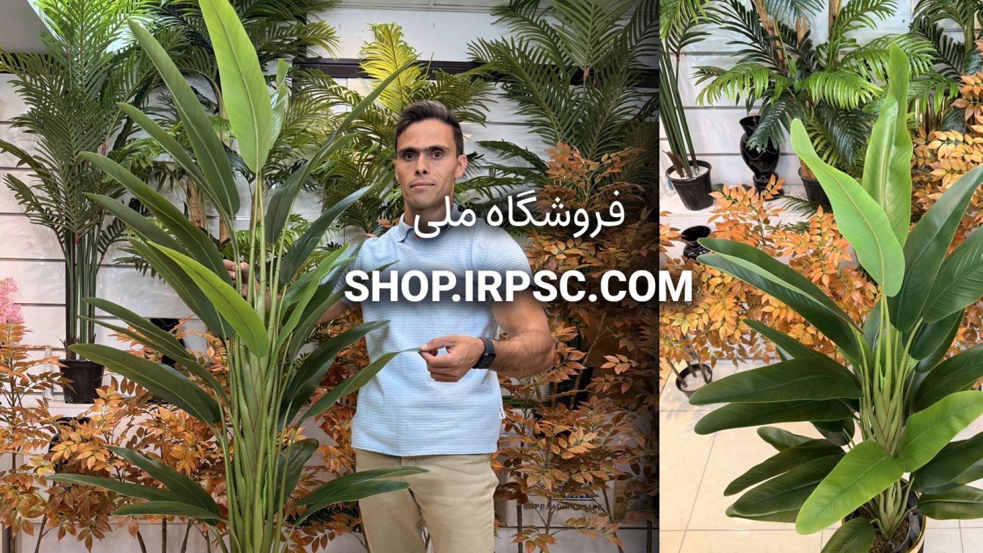 ⁣🌺 درختچه مصنوعی استرلیتزیا ۳۰ برگ سبز تیره و روشن با ارتفاع ۱۷۰ سانتی‌متر 🌺
