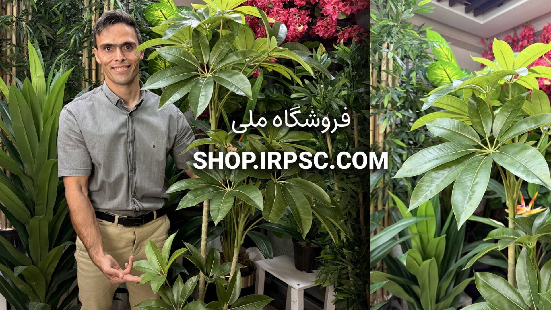 ⁣🌿 درختچه مصنوعی پاچیرا با برگ‌های چرمی و طراحی طبیعی 🌿