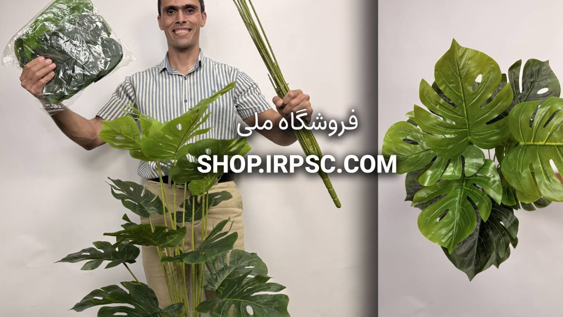 ⁣بوته برگ انجیری 18 برگ