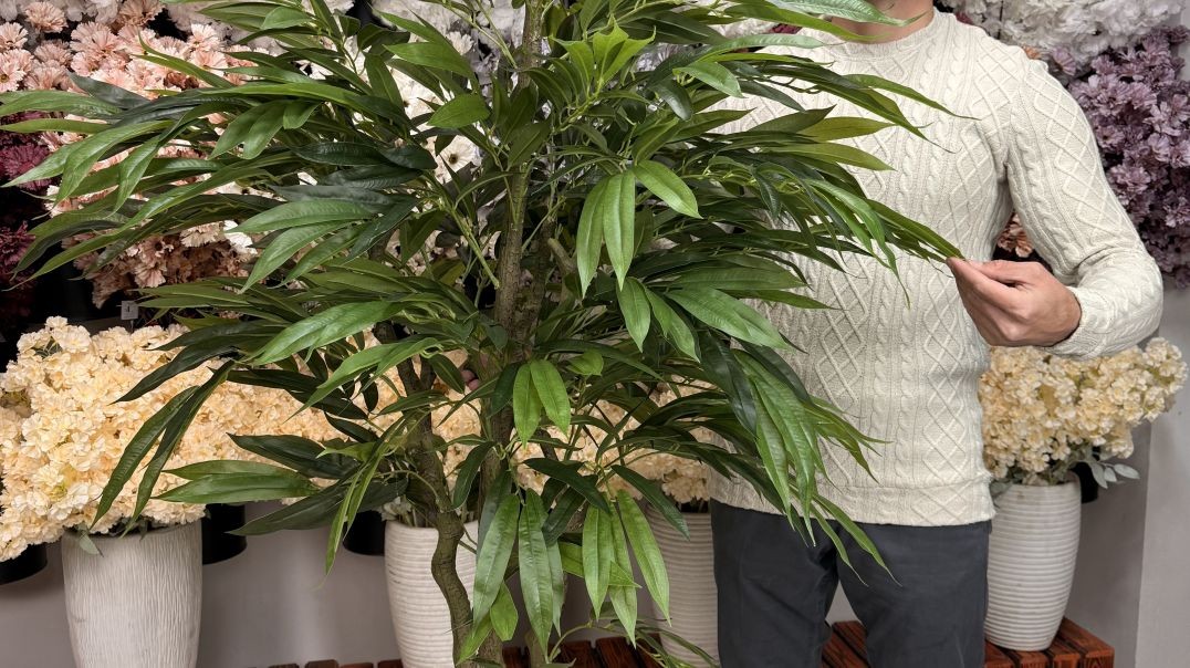 ⁣درختچه آمستر